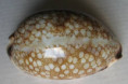 /products/cypraea-histrio-gmelin-17913/